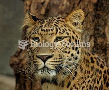 Northern Chinese leopard kept in the Jardin des Plantes, Paris