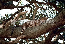 Leopard resting on a tree