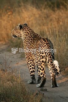 Female leopard in the Sabi Sands area of South Africa. Note the white spot on its tail, used for com