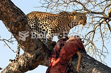 Leopard with kill in tree in South Africa
