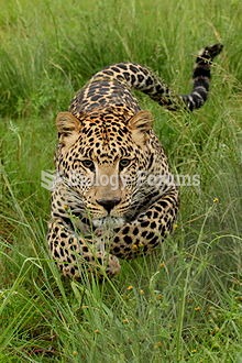 Charging young leopard