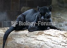 A melanistic jaguar at the Henry Doorly Zoo. Melanism is the result of a dominant allele and remains