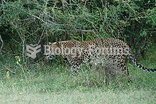 Sri Lankan Leopard in wild