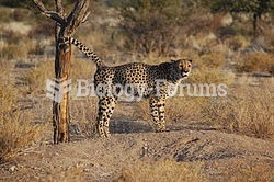 Male cheetah marking territory