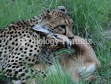 A cheetah strangling an impala, Timbavati Game Reserve, South Africa