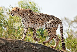 Cheetah at the Werribee Open Range Zoo