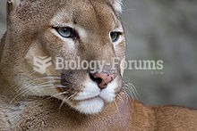 Although large, the cougar is more closely related to smaller felines.