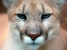 Cougar - Close-up front face