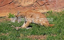 Shown eating. Cougars are ambush predators, feeding mostly on deer and other mammals.