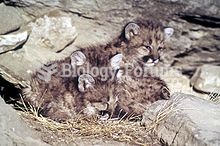 Cougar cubs