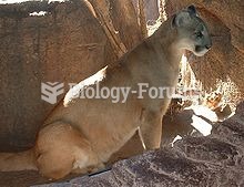 Cougar, photographed in the Arizona-Sonora Desert Museum, Tucson, Arizona