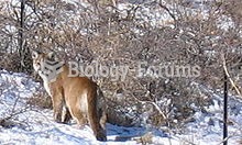 Cougar conservation depends on preservation of their habitat.