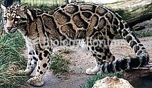 A clouded leopard at the Feline Conservation Center, Rosamond, California