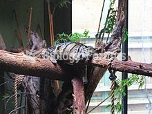 A clouded leopard resting atop a tree trunk at the Toronto Zoo.