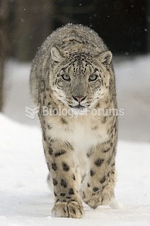 snow leopard (Panthera uncia or Uncia uncia)