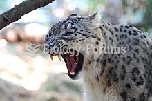 Snow Leopard - Showing teeth at Taronga Zoo, Australia