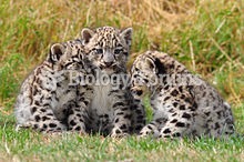 Snow Leopard cubs at the Cat Survival Trust, Welwyn, UK.