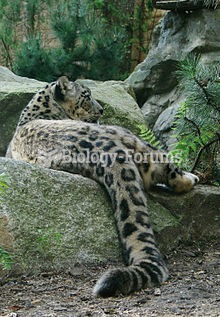 Snow leopard at zoo d'Amneville, France, showing the thickly furred tail