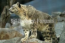 Snow leopard in the San Diego Zoo