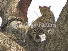 Leopard in a tree in the Serengeti, Tanzania