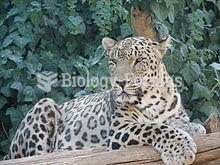 Persian leopard (Panthera pardus ciscaucasica), also called Caucasian leopard