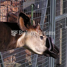 An okapi cleaning its muzzle with its tongue.