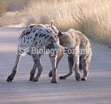 Spotted hyenas greeting one another in Kruger National Park