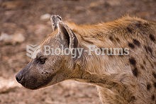 A spotted hyena of subfamily Hyaeninae