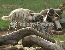 A pair of striped hyenas fighting at the Colchester Zoo