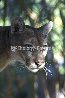 Florida Panther