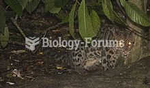Sunda Clouded Leopard in lower Kinabatangan River, eastern Sabah, Malaysia