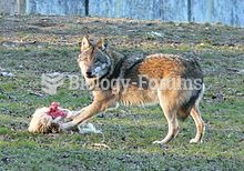 A German wolf in Tierpark Sababurg in Reinhardswald (Hesse)