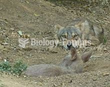 An adult wolf and cub at Mysore Zoo