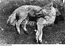 A Tibetan wolf killed in 1938. Note the proportionately short legs
