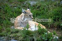 Lynx in the Numedal Zoo, Norway