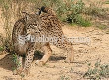 Lynx pardinus, the Iberian lynx, is critically endangered, and is the subject of intense conservatio