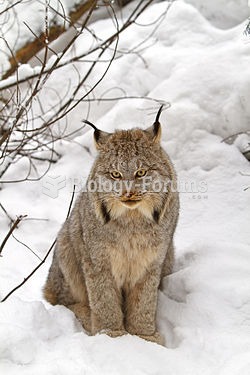 Canada lynx (Lynx canadensis)