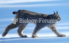 Canada lynx near Whitehorse, Yukon