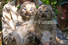 Two Canada lynx kittens