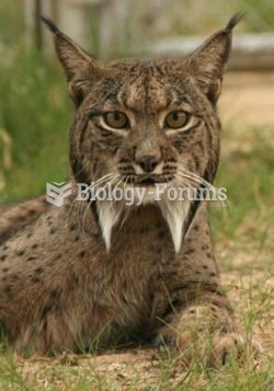 Iberian lynx in close-up