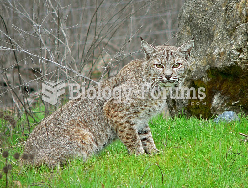 bobcat (Lynx rufus)