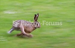 Hare running in open field