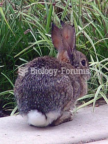 Desert cottontail as seen from behind such that the white tail is easily visible