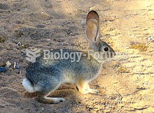 Cottontails' ears have developed to hear even whisper-quiet sounds at incredible distances.