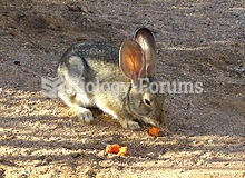 California high desert cottontail eating a carrot