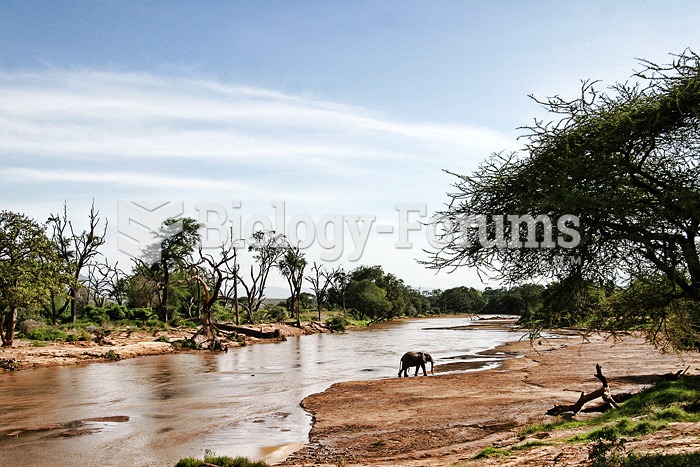 Elephant crossing a river, Kenya.