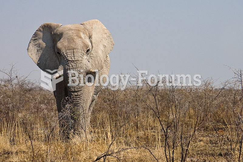 African Bush Elephant - Biology Forums Gallery