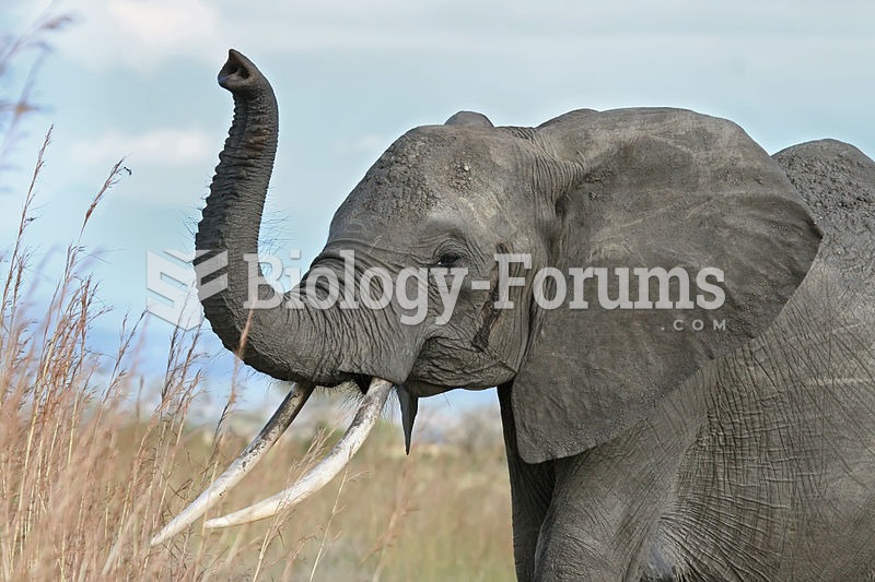The elephant raises its trunk as a sign of warning or to smell enemies or friends