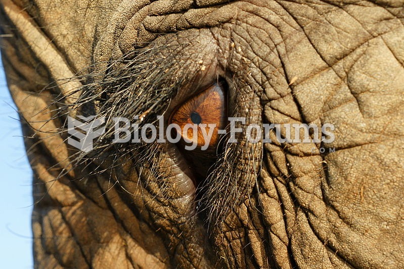 Eye of an Asian elephant.