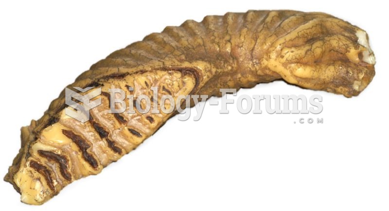 Replica of an Asian elephant's molar, showing upper side.